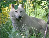  Les Loups du Gévaudan