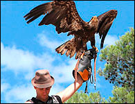 Sorties scolaires à la fauconnerie des Aigles de la Sainte-Baume