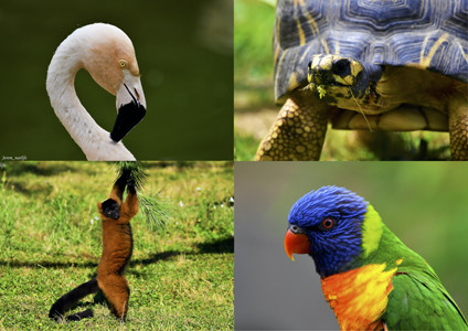 zoo upie 1