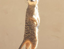 zoo upie suricate
