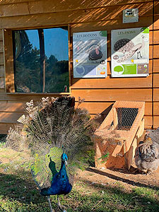 ferme marinette poules paon