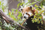 parc la barben panda roux