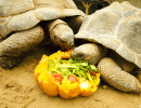 ferme crodiles drome repas tortue
