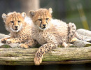safari peaugres guepards