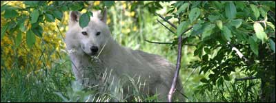  Les Loups du Gévaudan