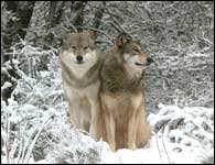 Les Loups du Gévaudan