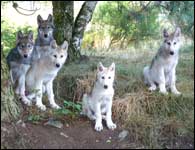  Les Loups du Gévaudan