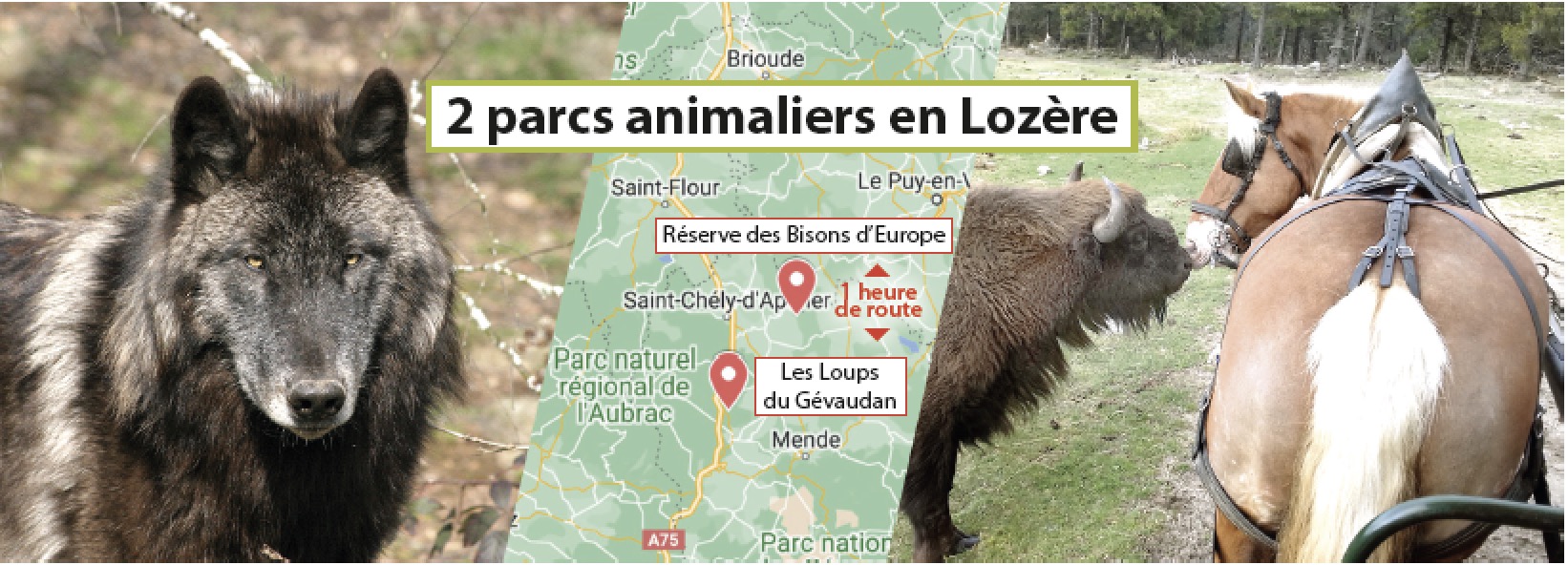 Loups du Gevaudan et Réserve des Bisons d’Europe