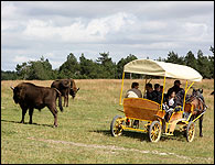 Reserve des Bisons d’Europe - Lozere 48