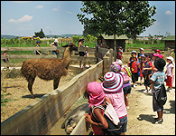 GreenPark : La ferme enchantée