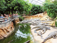 la ferme aux crocodiles