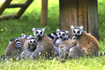 zoo d upie lemuriens