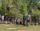 zoo d upie spectacle rapaces