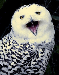 zoo upie harfang