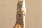 zoo upie suricate