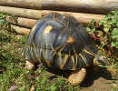 zoo upie tortue