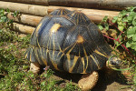 zoo upie tortue