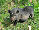 ferme marinette cochon