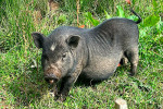 ferme marinette cochon