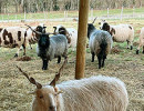 ferme pedagogique marinette angora