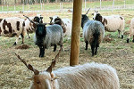 ferme pedagogique marinette angora