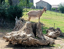 ferme pedagogique marinette chevre