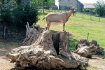 ferme pedagogique marinette chevre