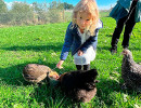 ferme pedagogique poules