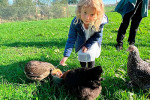 ferme pedagogique poules