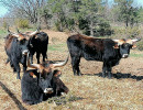 parc animalier vagnas boeufs