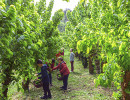 chateau des roure ceuillette feuilles de muriers