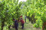 chateau des roure ceuillette feuilles de muriers