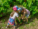 chateau des roure feuilles de muriers