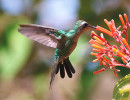 parc des oiseaux colibri5