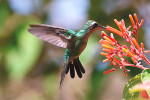 parc des oiseaux colibri5