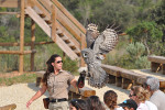 parc la barben spectacle oiseaux