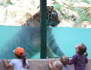 parc la barben tigre enfants