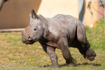 safari peaugres bebe rhinoceros