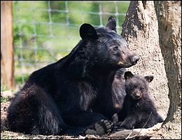 safari peaugres ours noir ame  ricain credit photo arthus boutin