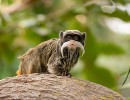 safari peaugres tamarin empereur