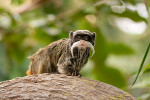 safari peaugres tamarin empereur